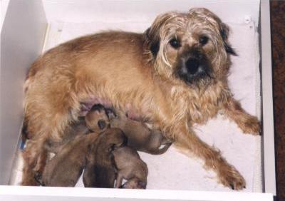 Foto van het nest van moeder Kyra met haar pups (waaronder Tommie) na 5 dagen.