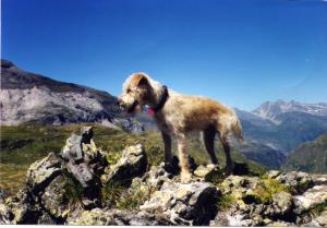 Foto van Tommie in de Pyreneen (juli 2000).
